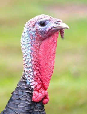 Closeup portrait of a turkey, selective focus