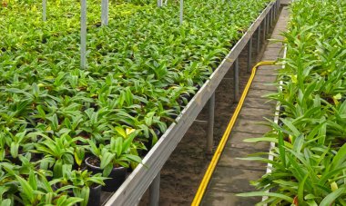 Bromeliad flower and Orchid nursery farm ornamental and flower green plant growing and hanging in the garden greenhouse under roof, selective focussed, the Netherlands