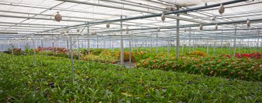 Bromeliad flower and Orchid nursery farm ornamental and flower green plant growing and hanging in the garden greenhouse under roof, selective focussed, the Netherlands