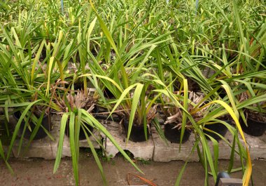 Bromeliad flower and Orchid nursery farm ornamental and flower green plant growing and hanging in the garden greenhouse under roof, selective focussed, the Netherlands