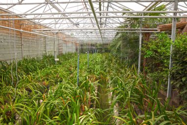 Bromeliad flower and Orchid nursery farm ornamental and flower green plant growing and hanging in the garden greenhouse under roof, selective focussed, the Netherlands