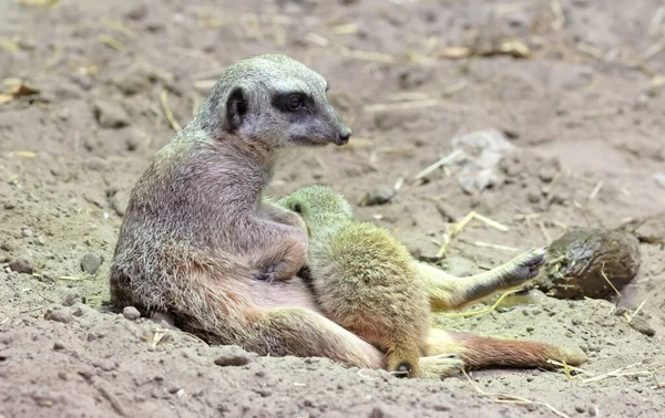 Mother Meerkat Feeding Newly Born Meerkat Selective Focus — Stok Foto