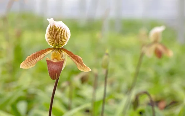 Bromeliad Flower Orchid Nursery Farm Ornamental Flower Green Plant Growing — Stock Photo, Image