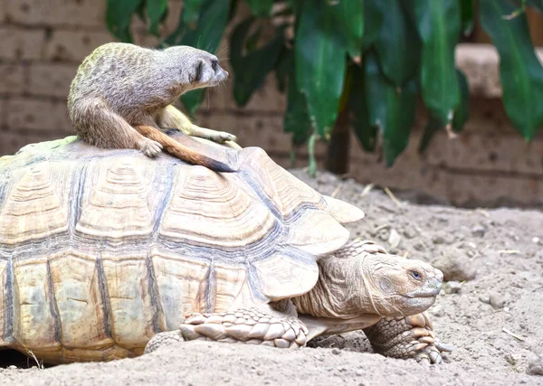 Adult Meerkat Large Turtle Selective Focus —  Fotos de Stock