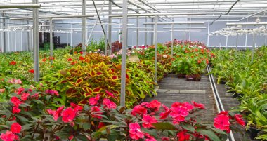 Bromeliad flower and Orchid nursery farm ornamental and flower green plant growing and hanging in the garden greenhouse under roof, selective focussed, the Netherlands