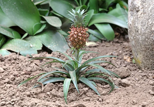Tiny Pineapple Growing Plantation Selective Focus —  Fotos de Stock
