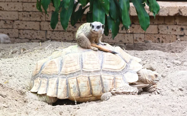 Adult Meerkat Large Turtle Selective Focus —  Fotos de Stock