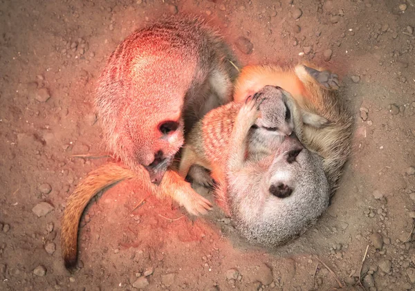Family Meerkat Cuddling Warmth Red Light Selective Focus — Stok Foto