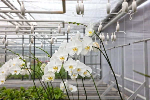 Bromeliad Flower Orchid Nursery Farm Ornamental Flower Green Plant Growing — Stock Photo, Image