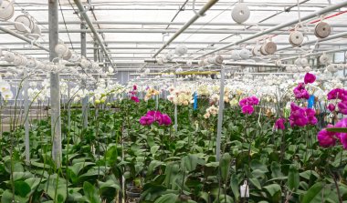 Bromeliad flower and Orchid nursery farm ornamental and flower green plant growing and hanging in the garden greenhouse under roof, selective focussed, the Netherlands