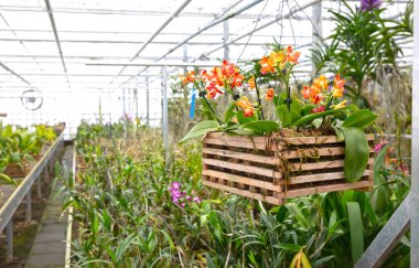 Bromeliad flower and Orchid nursery farm ornamental and flower green plant growing and hanging in the garden greenhouse under roof, selective focussed, the Netherlands