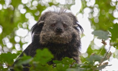 Ayı ya da binturong, bilimsel adı Arctictis binturong