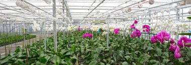 Bromeliad flower and Orchid nursery farm ornamental and flower green plant growing and hanging in the garden greenhouse under roof, selective focussed, the Netherlands