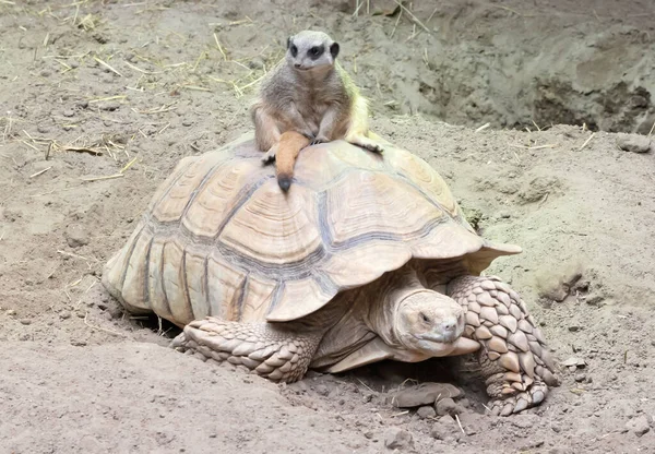 Adult Meerkat Large Turtle Selective Focus —  Fotos de Stock