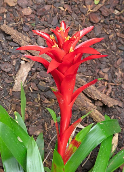 Red Bromeliad Flowering Plant Tropical Red Pineapple Flower — Foto Stock