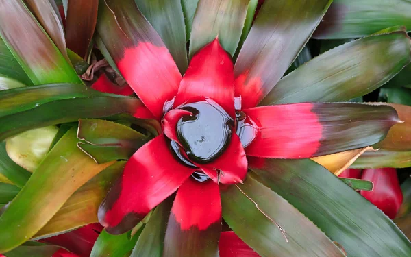 Beautiful Flower Bright Red Purple Color Water Filled Middle Close — Stockfoto