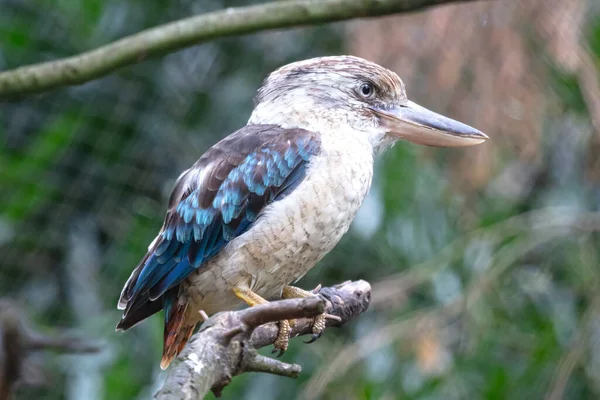 Kingfisher Blue Winged Kookaburra Dacelo Leachii Selective Focus — Stock Photo, Image