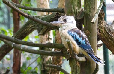 Kingfisher Blue-winged kookaburra, Dacelo leachii, selective focus
