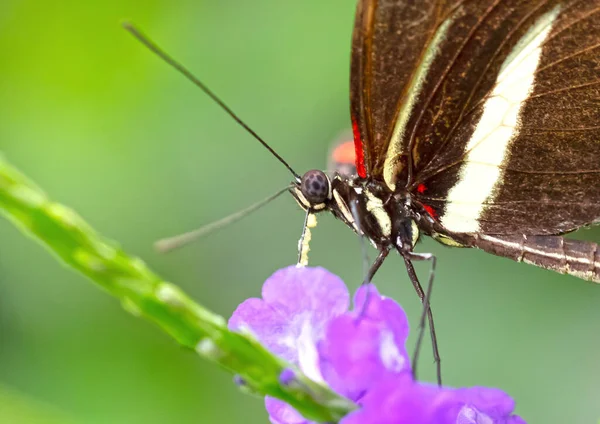 Πολύχρωμο Butterfly Τρώει Ένα Μωβ Λουλούδι Επιλεκτική Εστίαση — Φωτογραφία Αρχείου