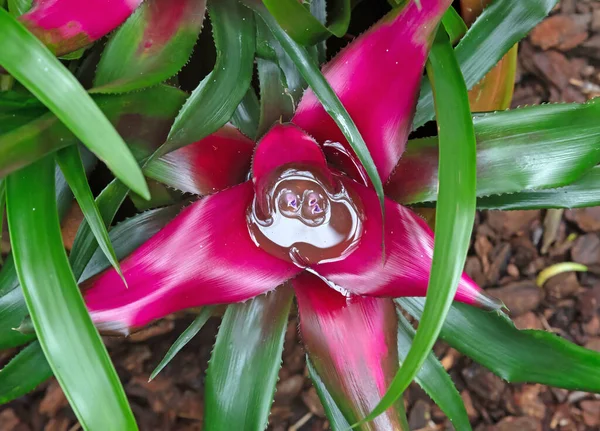 Schöne Blume Von Leuchtend Rosa Lila Farbe Mit Wasser Gefüllt — Stockfoto