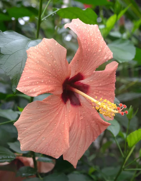 Close Hibiscus Flower Selective Foccused — Foto Stock