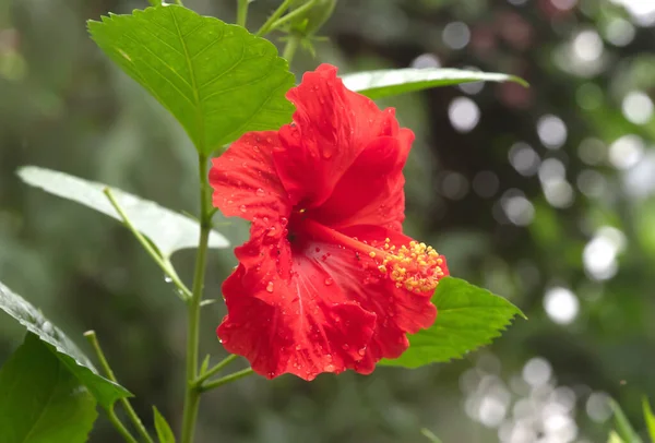 Close Hibiscus Flower Selective Foccused —  Fotos de Stock