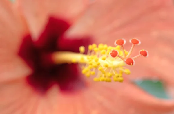 Close Hibiscus Flower Selective Foccused — Fotografia de Stock