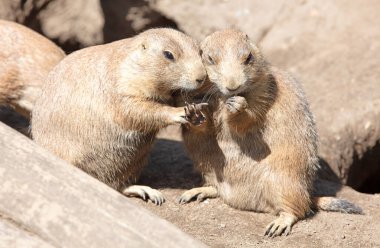 Pair of Prairie Dogs (Cynomys) exchanging loving effusions and appearing to be kissing, selective focus