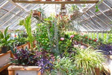 Old greenhouse filled with different species of plants, green