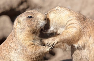 Pair of Prairie Dogs (Cynomys) exchanging loving effusions and appearing to be kissing, selective focus