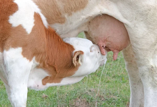 Thirsty Calf Drinking Milk Her Mother Selective Focus — Fotografia de Stock