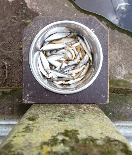 Fish Metal Bowl Ready Feeding Other Animals — Stockfoto