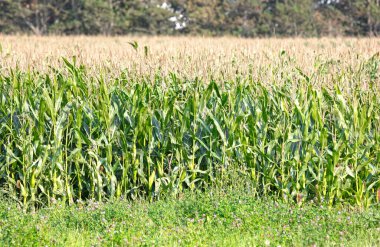 Field of fresh green corn plants, Denmark