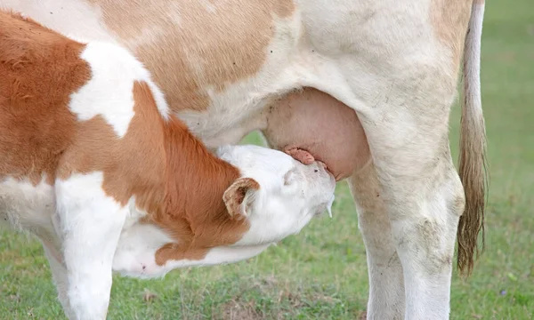 Thirsty Calf Drinking Milk Her Mother Selective Focus — Fotografia de Stock