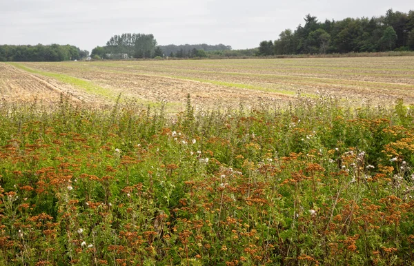 Wild flowers next to an agricultural field in Denmark, summertime