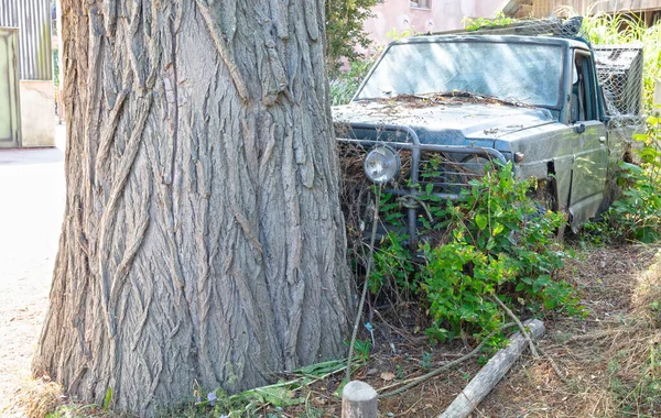 Destruição Automóveis Árvore Grande Conceito Segurança Segurança — Fotografia de Stock