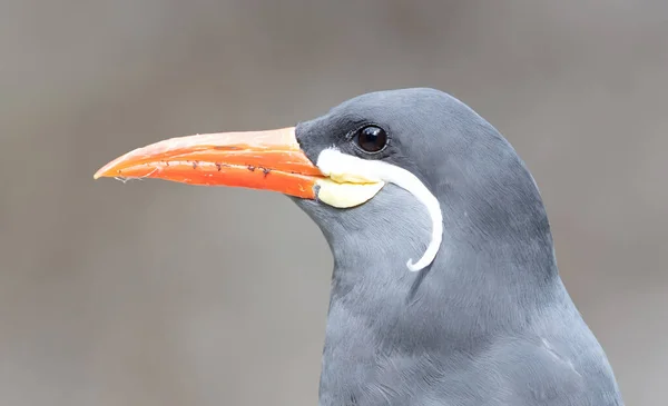 Friska Inca Tern Närbild Dessa Fåglar Hemma Peru Och Chili — Stockfoto