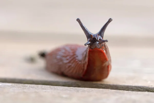 Tahta Zeminde Çıplak Sümüklü Böcek Seçici Odak — Stok fotoğraf
