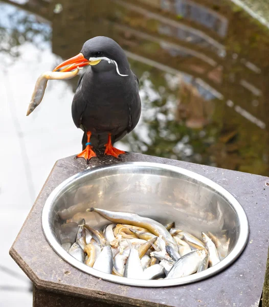 Healthy Inca Tern Eating Fish Metal Bowl Birds Native Peru — Stock Photo, Image