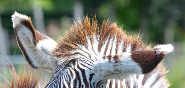 Close up of the fur of zebra, selective focus