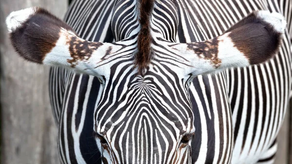 Sluiten Van Oren Van Zebra Selectieve Focus — Stockfoto