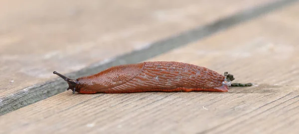Tahta Zeminde Çıplak Sümüklü Böcek Seçici Odak — Stok fotoğraf