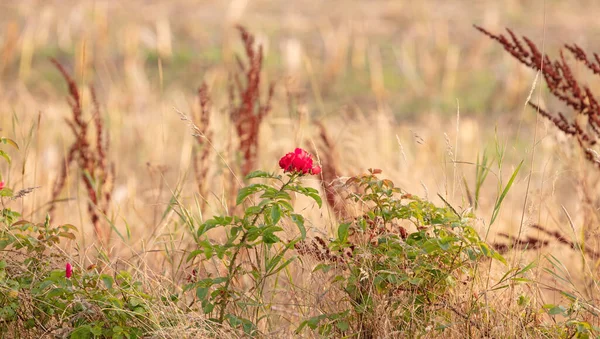 Wild Rose Found Danish Nature Selective Focus — Stock Photo, Image