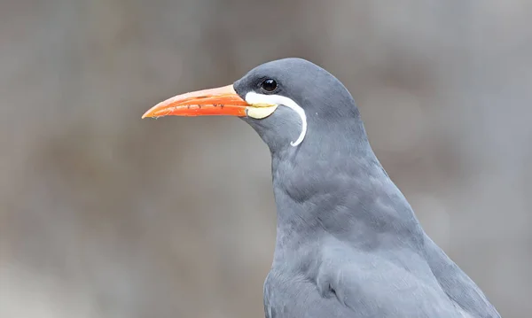 Sağlıklı Nka Tern Yakın Plan Kuşlar Peru Chili Özgüdür — Stok fotoğraf