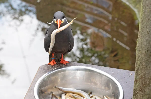 Healthy Inca Tern Eating Fish Metal Bowl Birds Native Peru — Stock Photo, Image