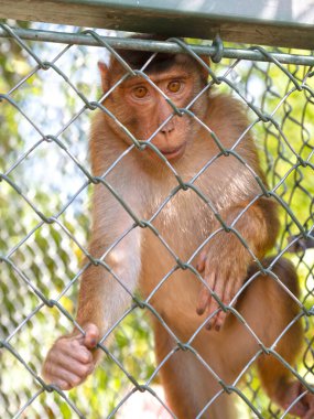 Çitte asılı Macaque maymunu (macaca radiata), seçici odak