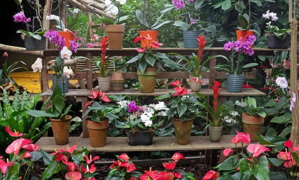 Kolekce Mnoha Tropických Květin Tropické Prostředí — Stock fotografie