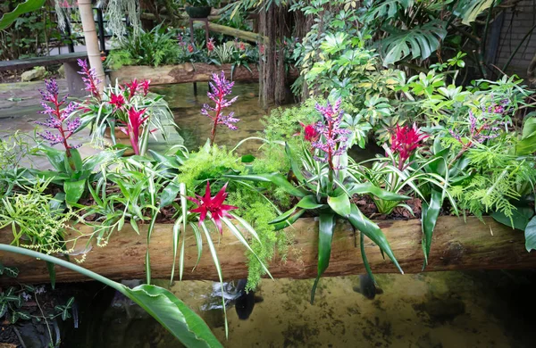 Samling Många Tropiska Blommor Tropisk Miljö — Stockfoto