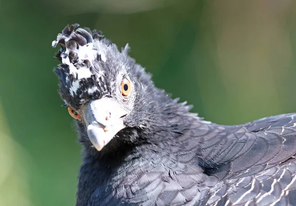 Sclaters Hokko Curassow Visage Crax Fasciolata Mise Point Sélective — Photo