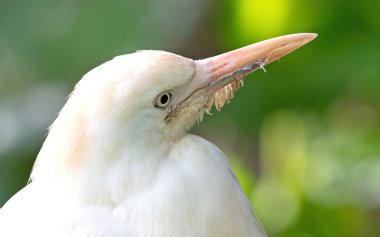 Akbalıkçıl, bubulcus ibis, göze özenli odaklanma